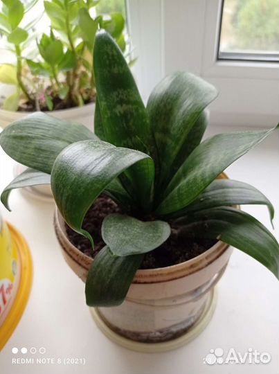 Сансевиерия