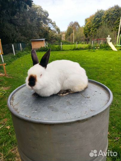 Кролик калифорнийский