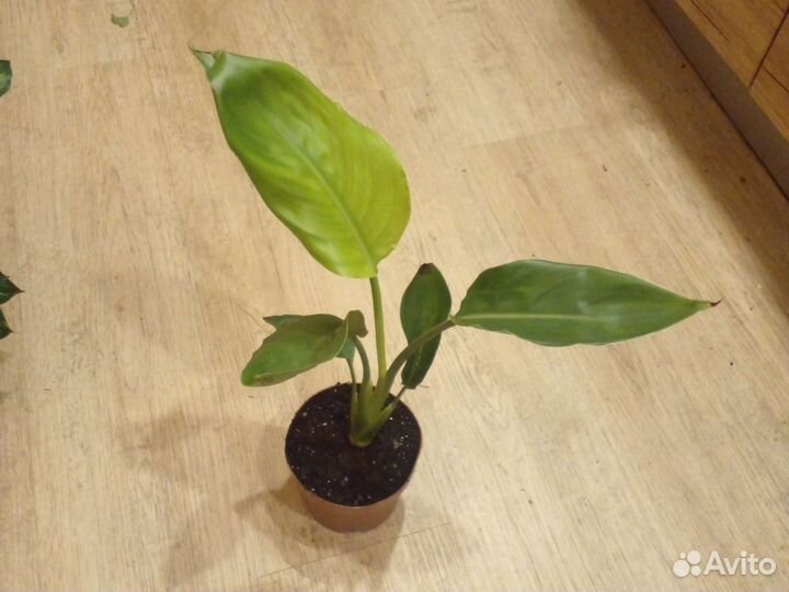 Стрелиция регина