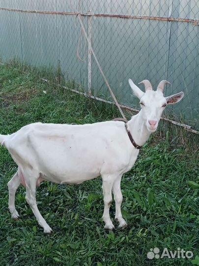 Зааненская дойная коза и Альпийские козлята