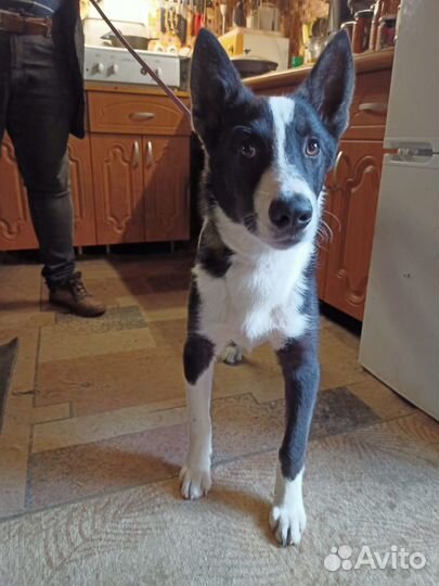 Щенки метисы якутской лайки ищут дом Бесплатно