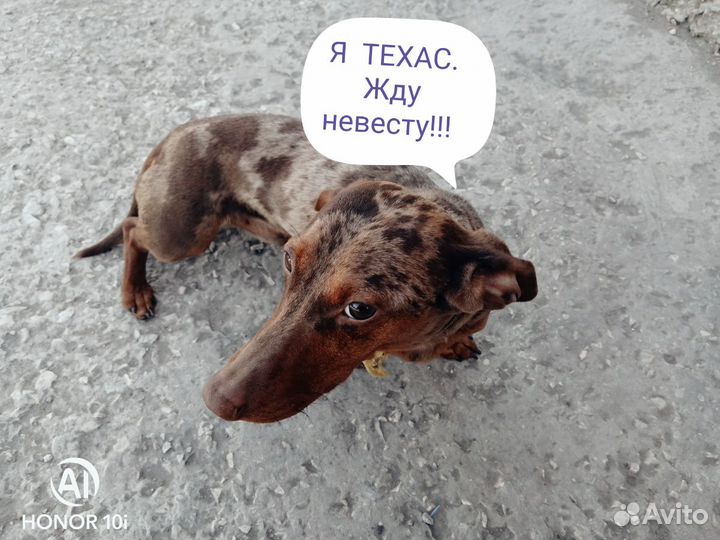 Такса вязка