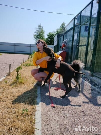 Передержка собак в домашних условиях