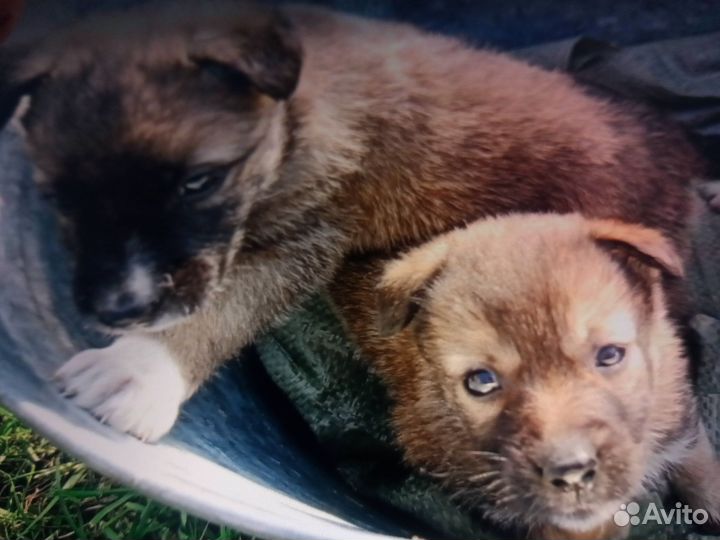 Собака в добрые руки отдам бесплатно