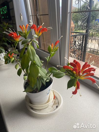 Эсхинантус жар птица