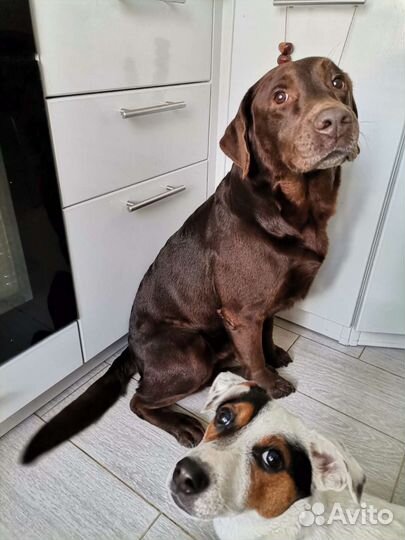 Стрижка собак. Груминг собак