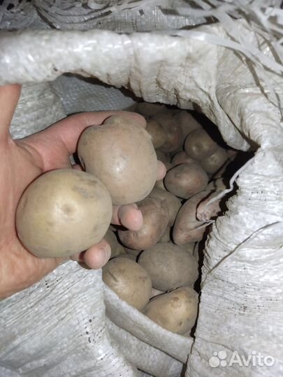 Продам картофель домашний