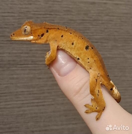 Реснитчатый бананоед малыш