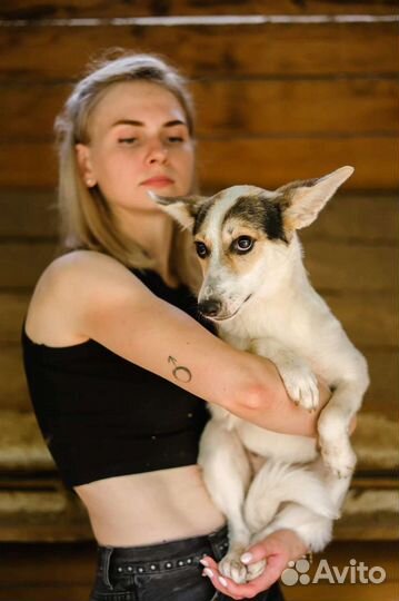 Очаровашка Мальта в добрые руки