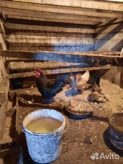 Куры петухи бентамка