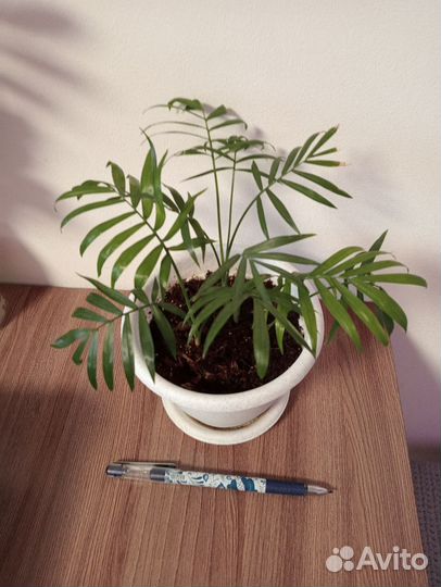 Комнатные растения разные