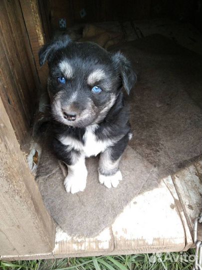 Хаски метис