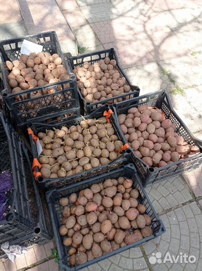 Семенной картофель