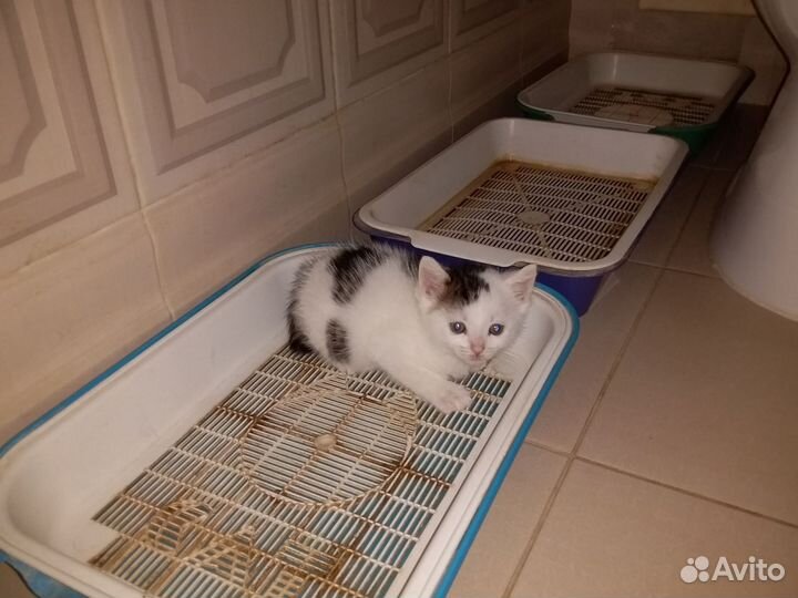 Котик дворянский