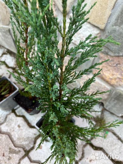 Можжевельник блю эрроу