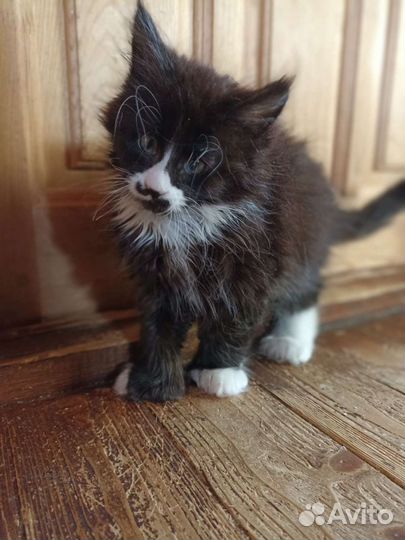 Полидакт Мейн Кун