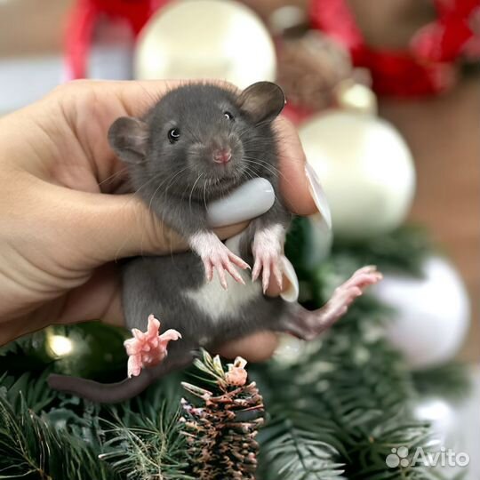 Крысята Дамбо. Крысы Дамбо. Крыса от Питомника