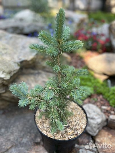 Ель колючая голубая