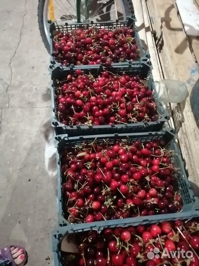 Рассада клубникиазия клери квики альба