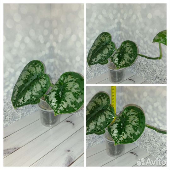 Сциндапсусы