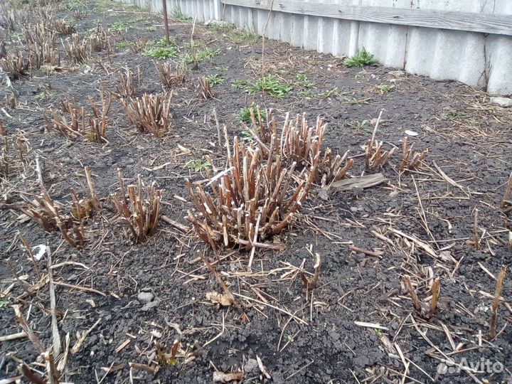 Продам саженцы малины