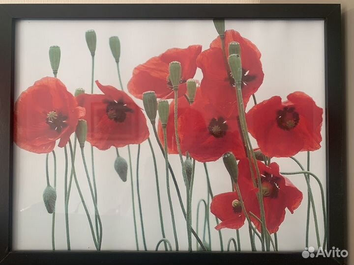 4 рамы Икея с постерами Маки