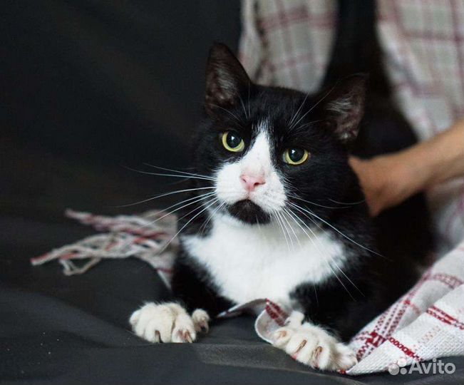 Маркиз большой- настоящий кот-бегемот)