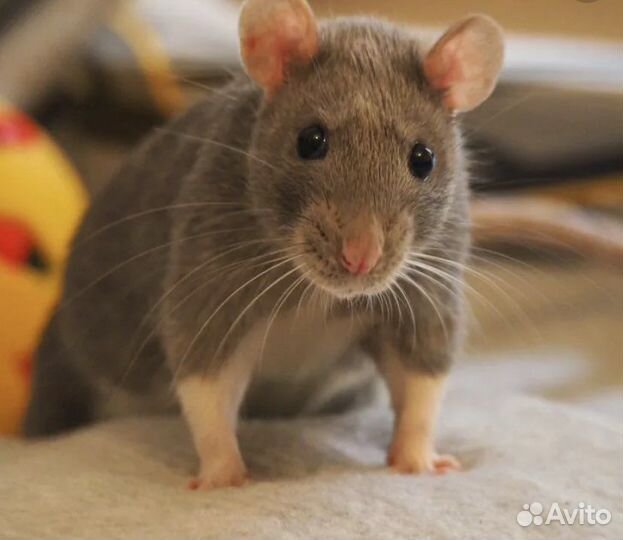 Передержка(грызунов,птиц,рептилий) Выгул собак