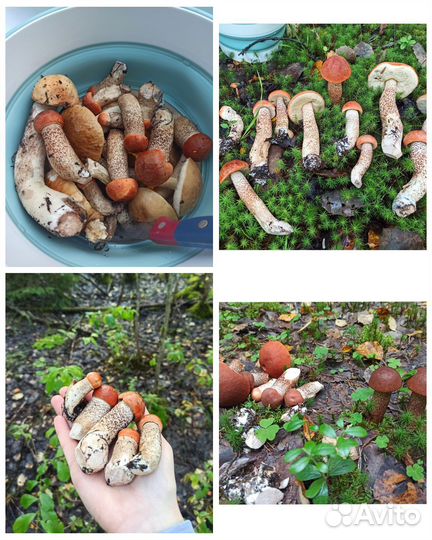 Грибы замороженные