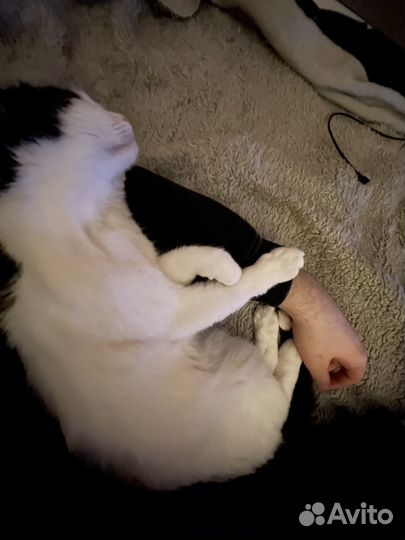 Кошка с разными глазами