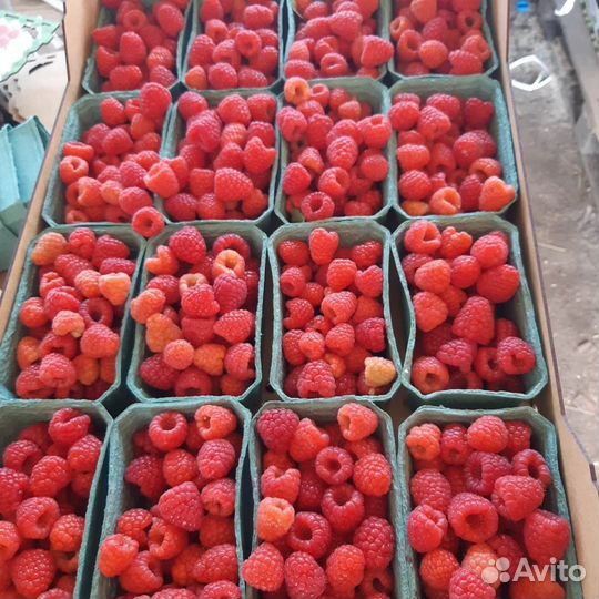 Саженцы Малины Маргарита