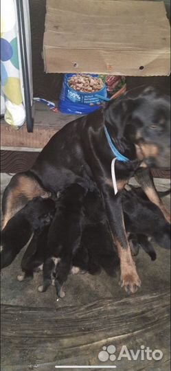 Щенки ротвейлера в добрые руки