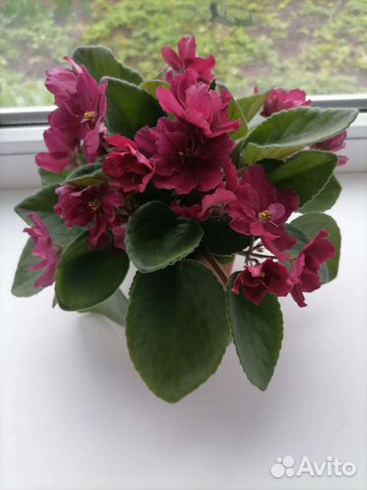 Черенки сортовых фиалок