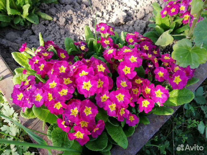 Примула садовая