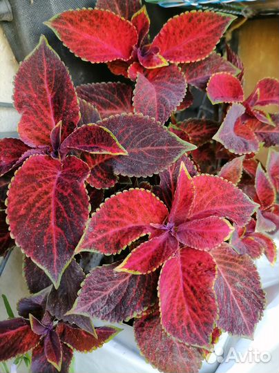 Колеусы вегетативные черенки