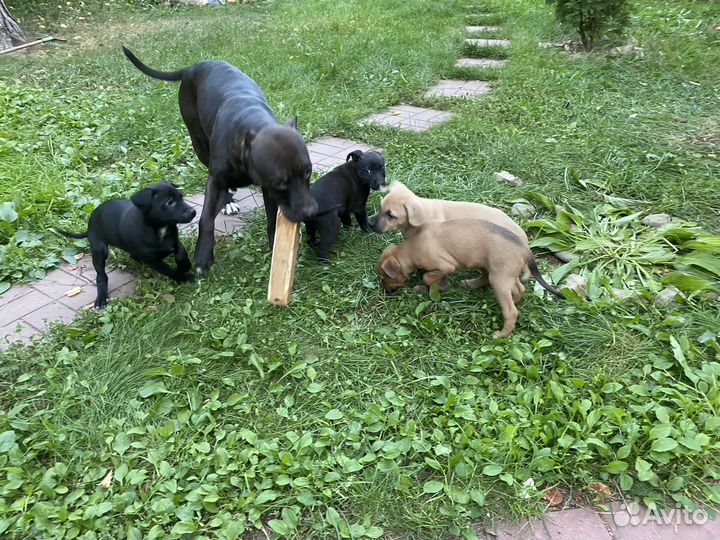 Щенки питбуля
