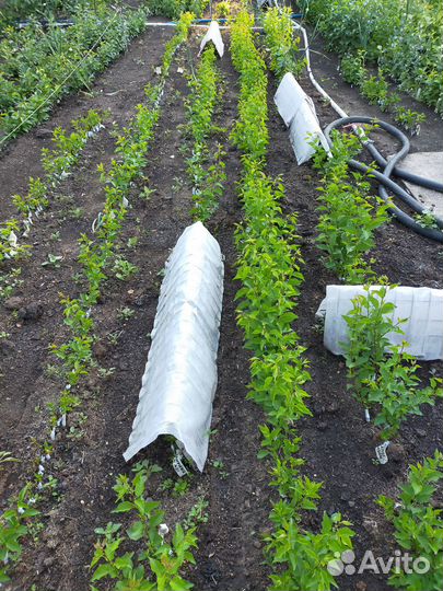 Морозостойкие саженцы шелковицы для Урала и Сибири