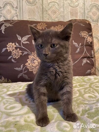 Шотландская