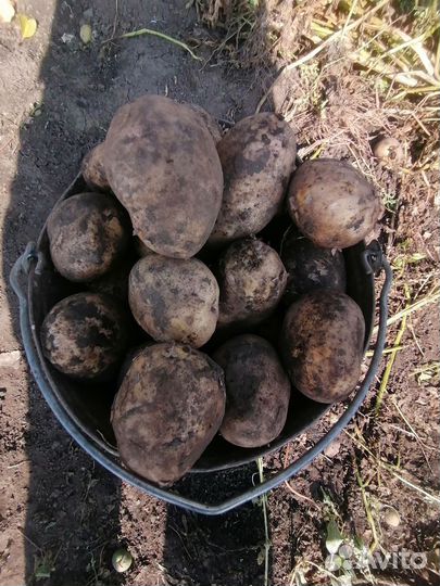 Продам картофель