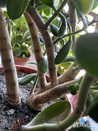 Комнатные цветы