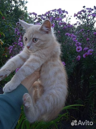Котенок в добрые руки