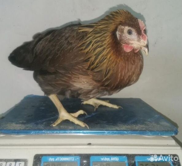 Куры несушки