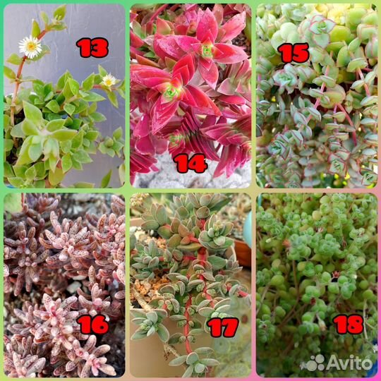 Суккуленты срезы