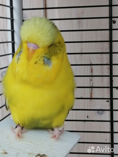 Выставочный волнистый попугай