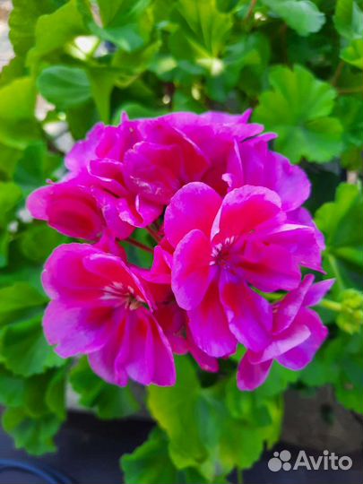 Пеларгония герань