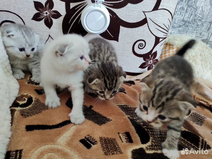 Шотландские вислоухие котята