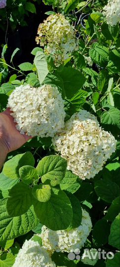 Гортензия древовидная анабель