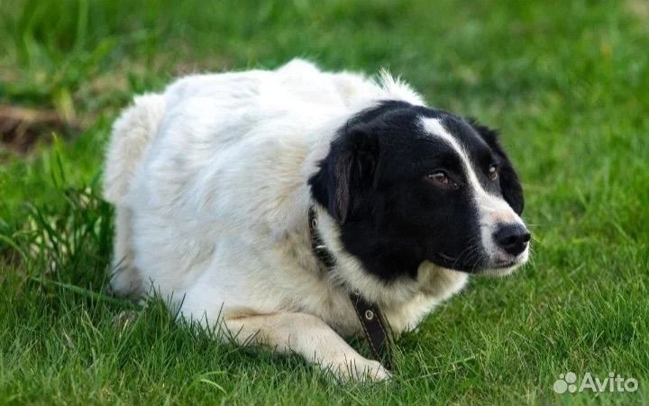 Собака в добрые руки отдам бесплатно