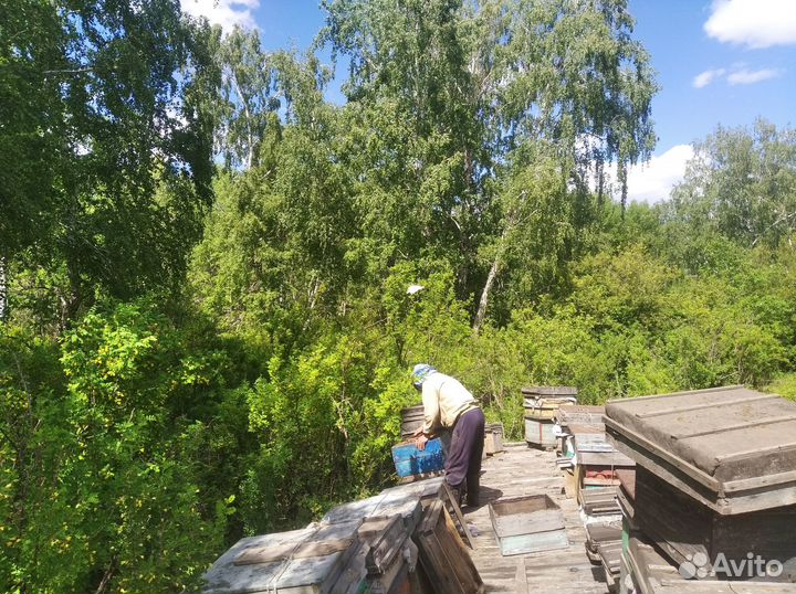 Алтайский мёд. Великолепная Девятка)