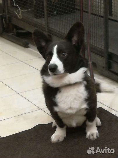 Вельш-корги кардиган вязка